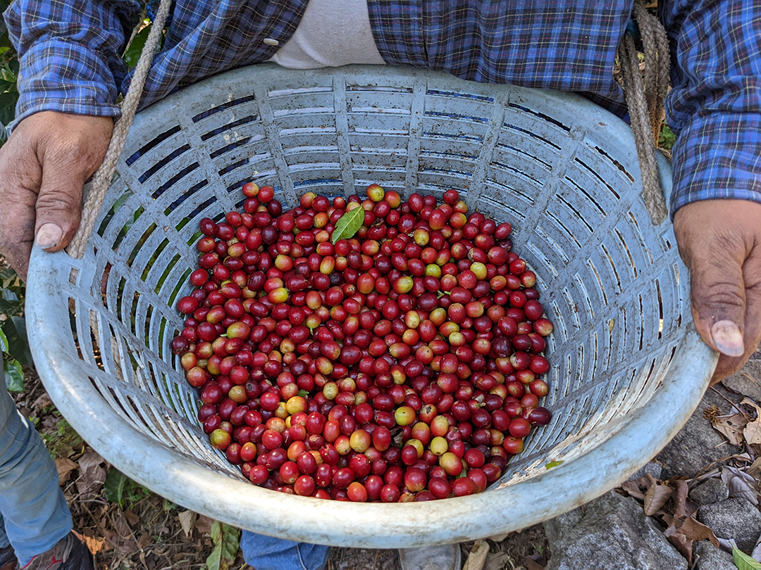 A close-up of a Guatemalan Farmers hands holding a basket filled with freshly harvested coffee cherries.