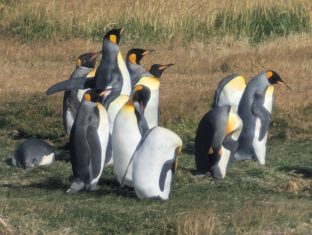 A group of king penguins standing on grassy terrain, showcasing their distinctive black, white, and orange coloring.